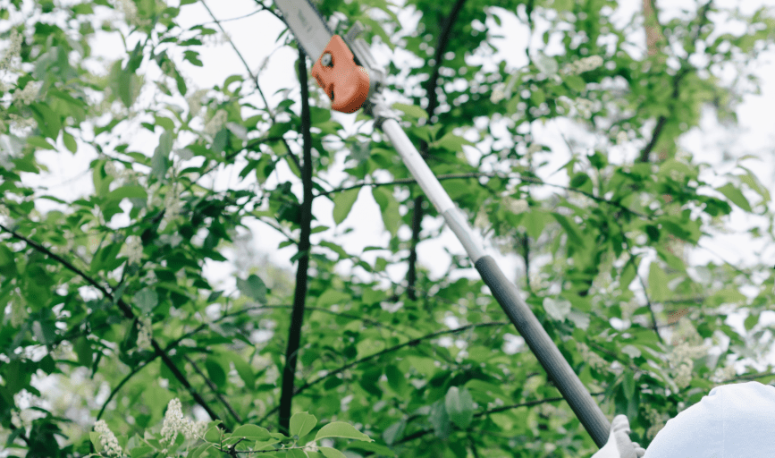 TREE SERVICE